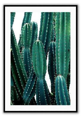 cactus fluro medium 60x90cm / gold 