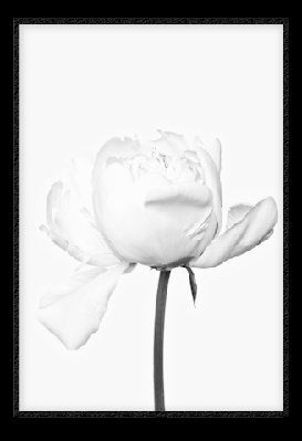 white rose 80x110cm / black 