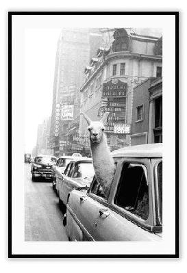 lama small 50x70cm / white 