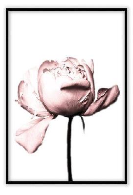 vintage rose medium 60x90cm / gold 