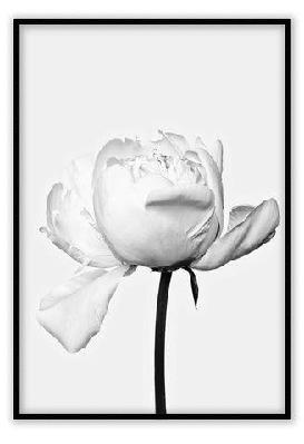 white rose medium 60x90cm / black 