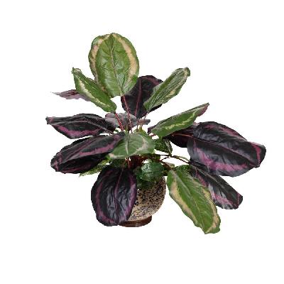 calathea bush 50cm artificial plant flower arrangement decorative in hampton pot