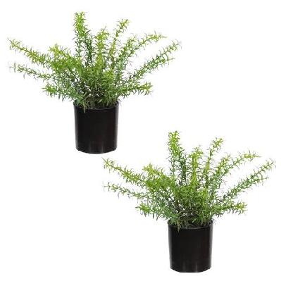 set of 2 rosemary artificial faux plant decorative in green