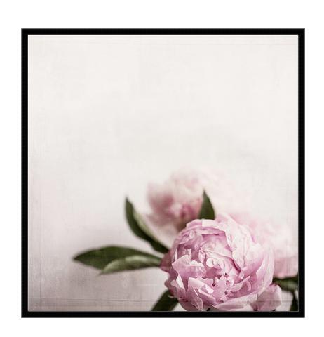 canvas rose large 100x100cm / oak
